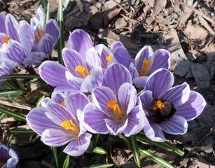 Wall Mural - violet crocus blooms in early spring