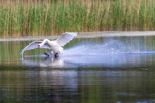 Swan On Landing (Cygnus Olor), łabędź Niemy