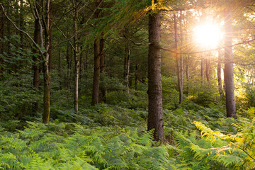 Wall Mural - beautiful woodland scene with sun light bursting through trees.