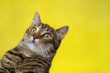 Striped Cat In A Collar Looks Away With Suprised Face On Yellow Background. Copy Text. Space For Text. Total Surprised