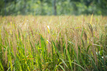 ripe jasmine paddy rice with sunrise foliage bokeh