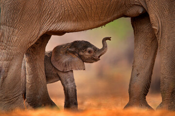 baby elephant sucking mother milk. small pup with old elephant, care. nature behaviour wildlife deta
