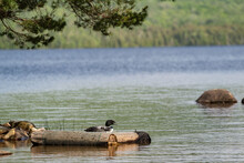 Loon On Nest On Chazy Lake