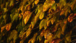Ściana liści - The wall of leaves