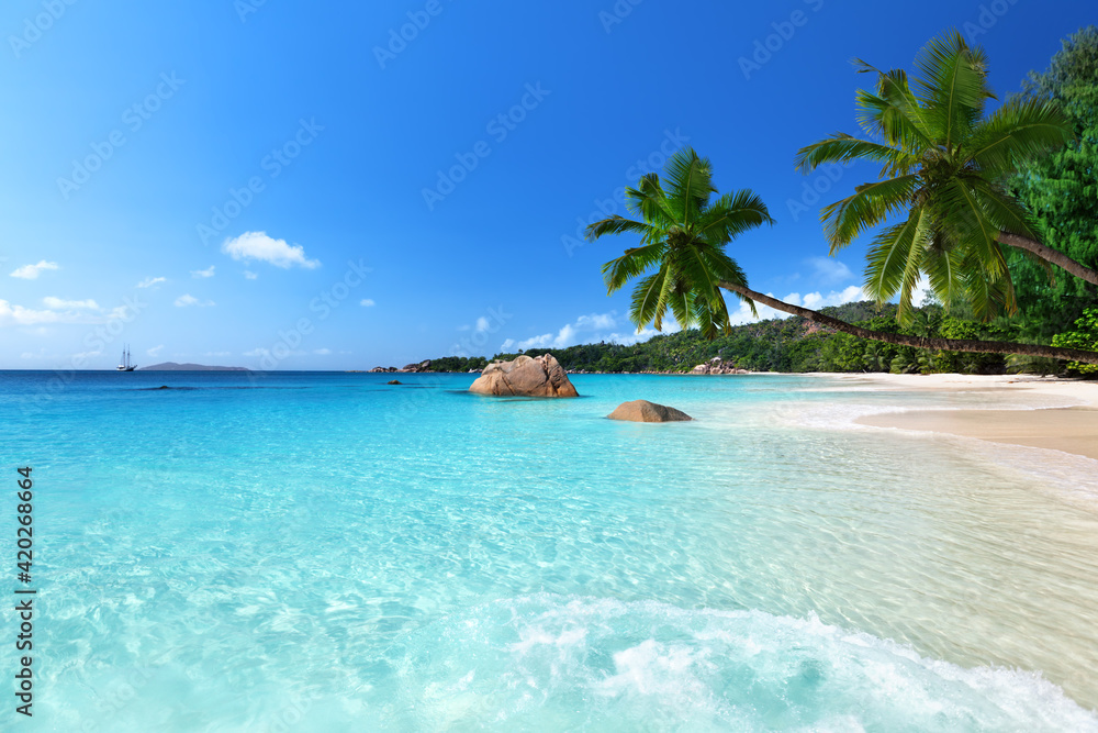 beach with palm trees - obrazy, fototapety, plakaty 