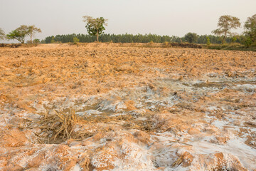 Wall Mural - Salty soil