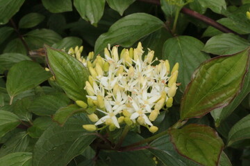 Sticker - White inflorescences of flowers bloomed on a bush in a summer garden