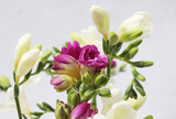 Fototapeta Kwiaty - bouquet of pink and white freesia