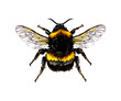 Bumblebee from a splash of watercolor, colored drawing, realistic. Vector illustration of paints