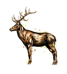 Wall Mural - red deer from a splash of watercolor, colored drawing, realistic. vector illustration of paints