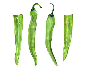 Chile. Green pepper pods in watercolor. Illustration on white ba