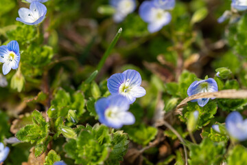 Wall Mural - Veronica persica in bloom in sunny fields in early spring