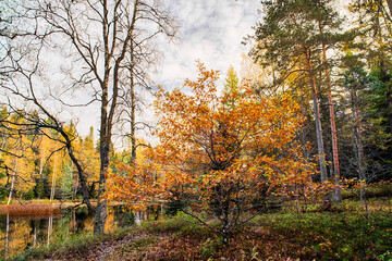 Canvas Print - Lovely autumn day