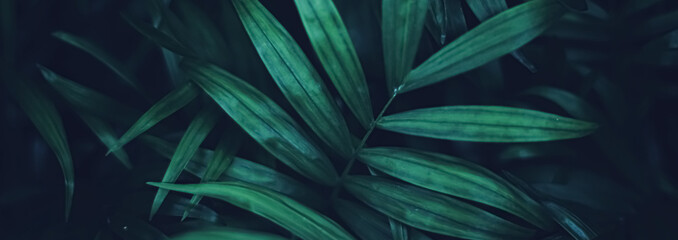 Exotic palm tree leaves, green nature and summer holiday closeup