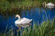 Two mute swans swimming in a stream with a cygnet riding on Mums back