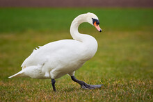 Mute Swan On A Field (Cygnus Olor)