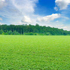 Wall Mural - Green soybean field, agricultural landscape