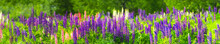Sundial Lupine, Beautiful Bloom. Flowering Lupinus Perennis, Panoramic View, Green Wild Field