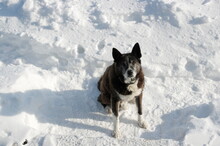 Old Dog Black And White On White Snow Background