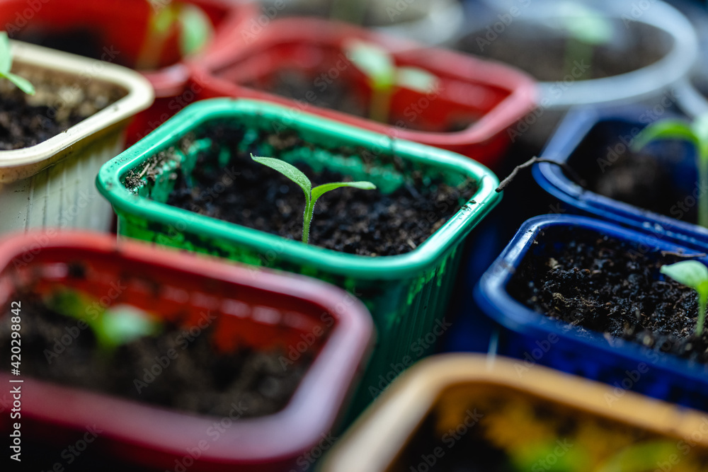 Bell pepper sprouts in a multicolored pots. Growing vegetables at home. - obrazy, fototapety, plakaty 