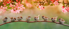 Little Funny Birds And Birds Chicks Sit On The Branches Of An Apple Tree With Pink Flowers In A Sunny Spring Garden