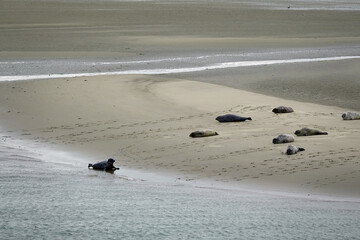 Poster - Seehunde an der Oosterschelde