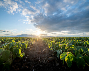 Wall Mural - Soybean field ripening at spring season, agricultural landscape