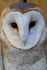 Wall Mural - barn owl staring into the camera