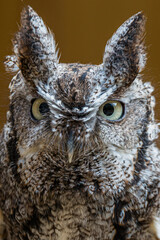 Wall Mural - Eastern Screech Owl staring into camera