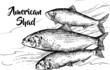 Ryba aloza w wektorach, rysunek czarno-biały