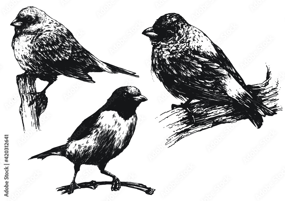 Ptaki w wektorach, rysunek czarno-biały - obrazy, fototapety, plakaty 