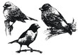 Ptaki w wektorach, rysunek czarno-biały