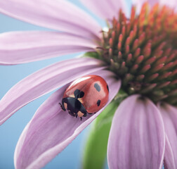 Wall Mural - red ladybug on Echinacea flower, ladybird creeps on stem of plant in spring in garden in summer