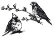 Ptaki w wektorach, rysunek czarno-biały