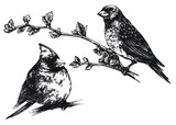 Fototapeta  - Ptaki w wektorach, rysunek czarno-biały