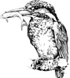 Fototapeta  - Ptaki w wektorach, rysunek czarno-biały