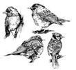 Ptaki, rysunek czarno-biały