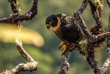 Tiny Hawk Sits In The Branches Of A Tree On The Roraima Tepui Or Mounts (Brazil, Guyana, Venezuela). Accipiter Superciliosus Is A Small Diurnal Bird Of Prey That Lives In The Forests Of South America.