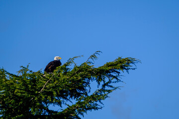 bald eagle on a tree