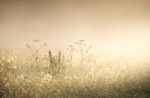 Country Field In A Fog At Sunrise. Plants Close-up. Soft Sunlight, Golden Hour. Idyllic Rural Scene. Texture, Background, Wallpaper. Panoramic Image, Copy Space, Graphic Resources. Nature, Environment