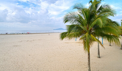 Wall Mural - Palm tree on the beach of Santos city after dawn on a cloudy summer day.