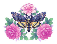 Death's-Head Hawk Moth With Pink Roses