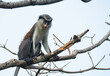  A mona monkey sitting on a branch