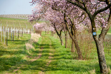 Wall Mural - Mandelbaumblüte (Prunus dulcis), Frühling in der Südpfalz