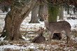 Dybowskii Female Deers in the Winter Forest