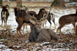 Dybowskii Deer Lying Down with Mouflons in the Forest Winter Time