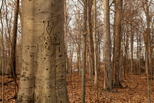 Carved Names In A Tree