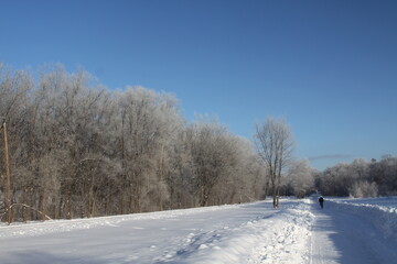 Wall Mural - snow covered trees