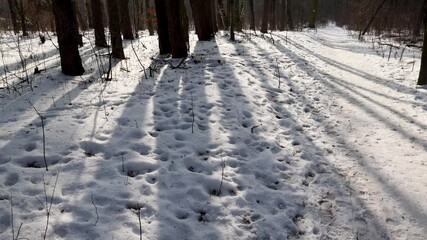 Canvas Print - Snow in Kampinos Forest National Park near Warsaw, Masovia region of Poland, 4k video