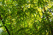 Forest of bamboo leaves